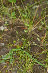 Gulf Coast bulrush